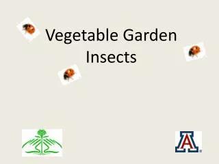 vegetable garden insects