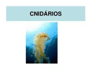 cnid rios