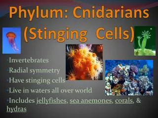 Phylum: Cnidarians (Stinging Cells)