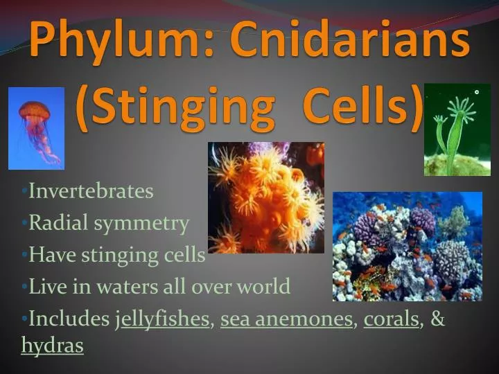 phylum cnidarians stinging cells