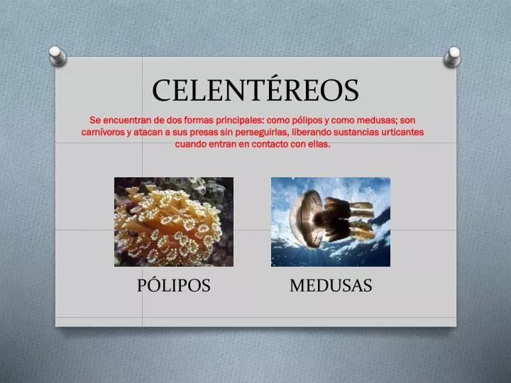 celent reos