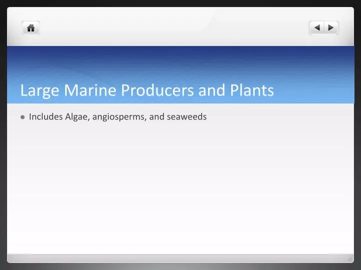 large marine producers and plants