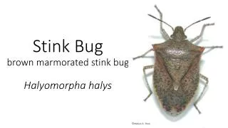 Stink Bug brown marmorated stink bug Halyomorpha halys
