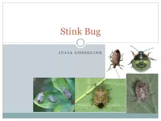 Stink Bug
