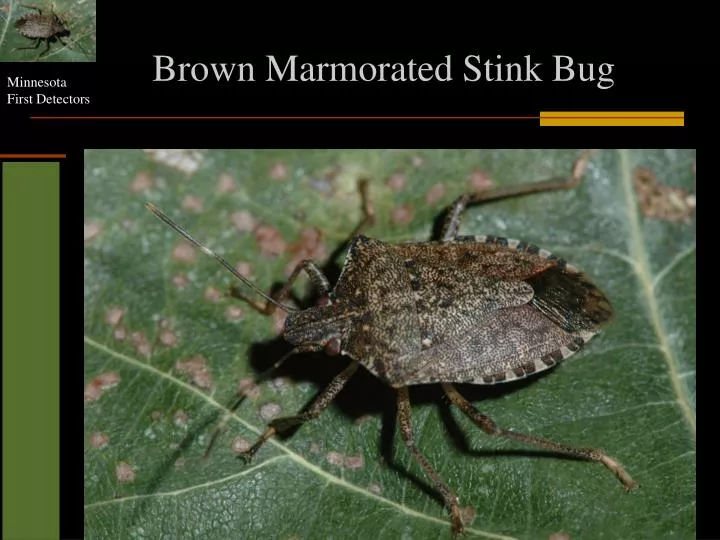 brown marmorated stink bug