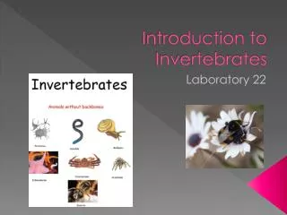 Introduction to Invertebrates