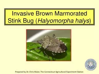 Invasive Brown Marmorated Stink Bug ( Halyomorpha halys )
