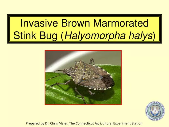 invasive brown marmorated stink bug halyomorpha halys