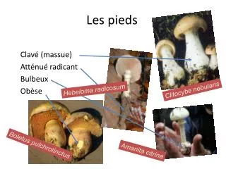 les pieds