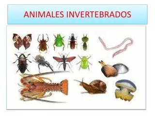 animales invertebrados