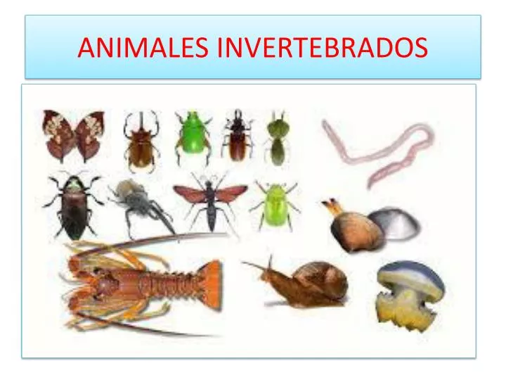 animales invertebrados