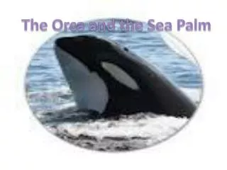 The Orca and the Sea Palm