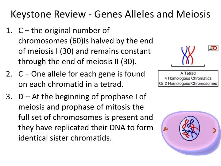 keystone review genes alleles and meiosis