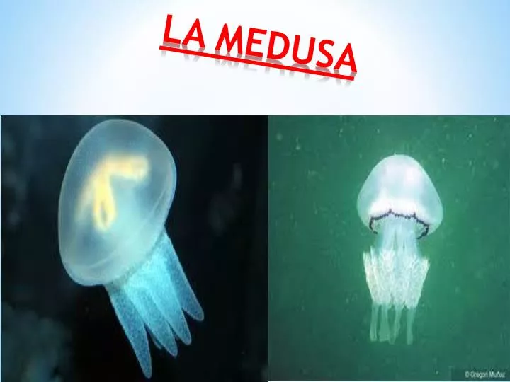 la medusa