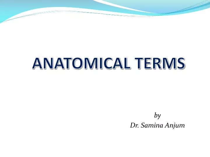anatomical terms