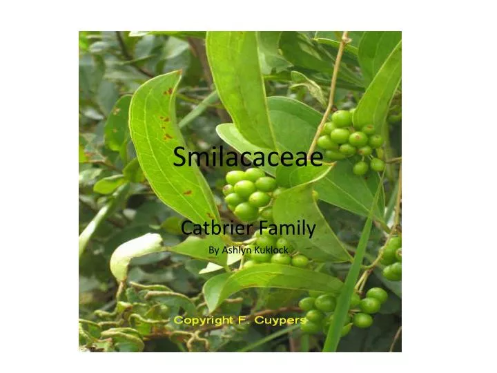 smilacaceae