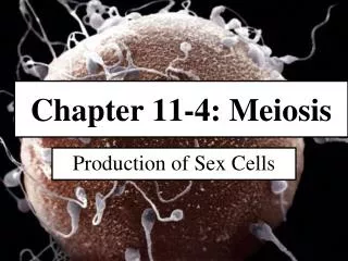 Chapter 11-4: Meiosis