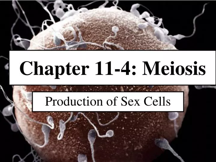 chapter 11 4 meiosis