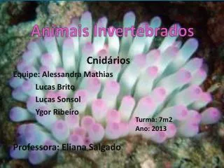animais invertebrados