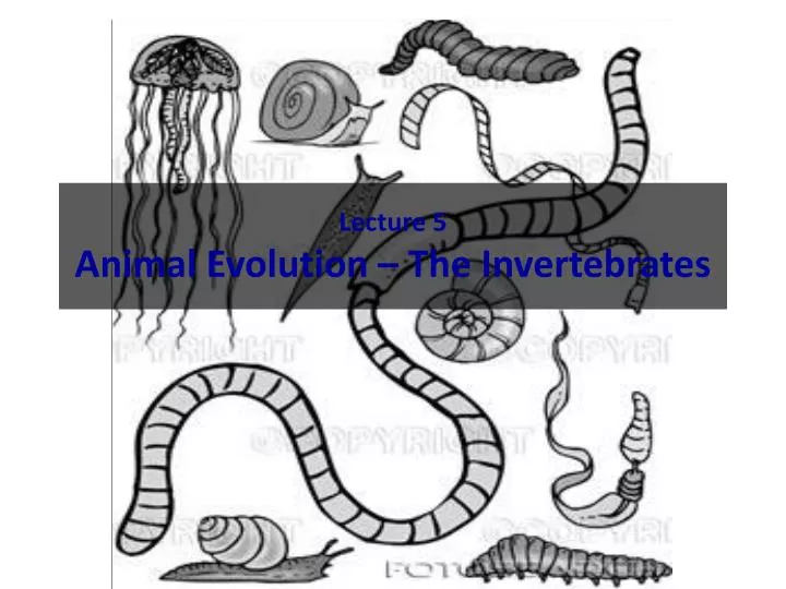 lecture 5 animal evolution the invertebrates