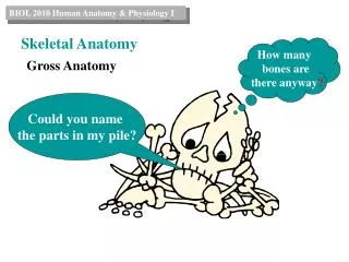 Skeletal Anatomy