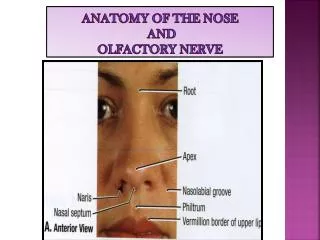 ANATOMY OF THE NOSE AND OLFACTORY NERVE