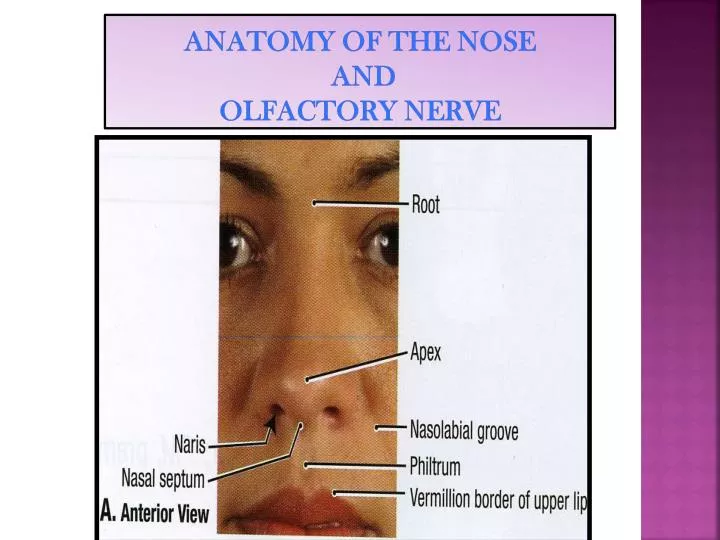 anatomy of the nose and olfactory nerve