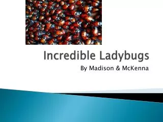 Incredible Ladybugs