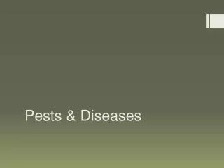 Pests &amp; Diseases