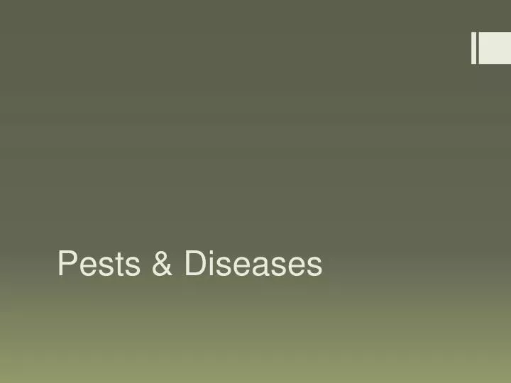pests diseases