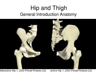 hip and thigh