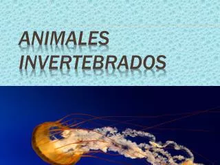 animales invertebrados