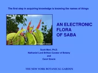 AN ELECTRONIC FLORA OF SABA