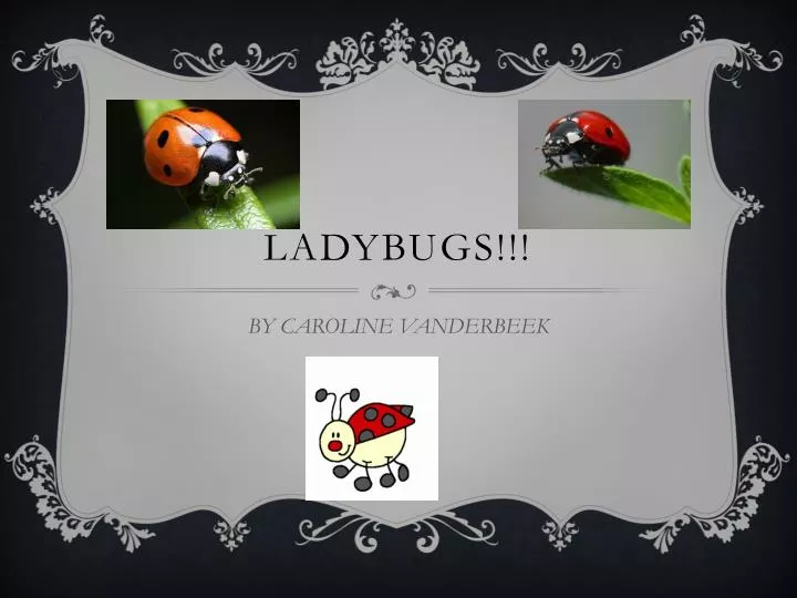 ladybugs