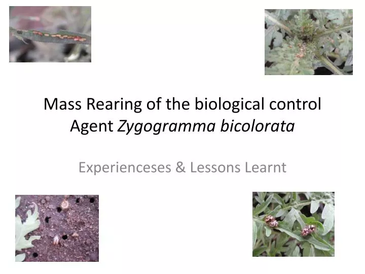 mass rearing of the biological control agent zygogramma bicolorata