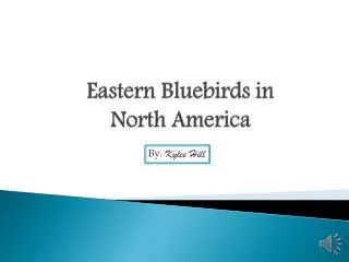 Eastern Bluebirds in North America
