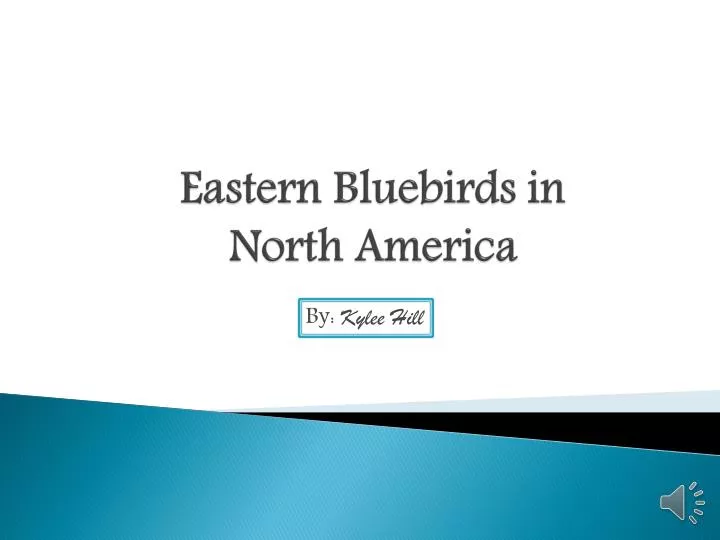 eastern bluebirds in north america