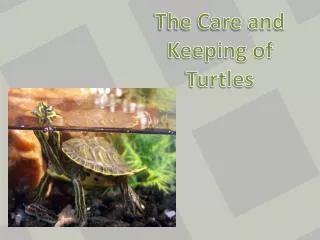 The Care and Keeping of Turtles