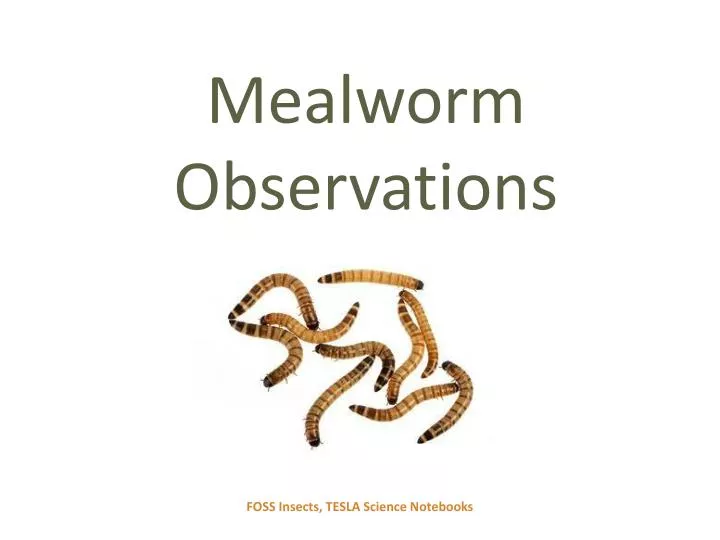 mealworm observations