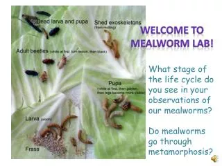 What stage of the life cycle do you see in your observations of our mealworms?