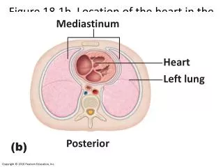 Figure 18.1b Location of the heart in the mediastinum.