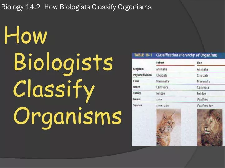 biology 14 2 how biologists classify organisms