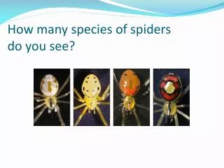 How many species of spiders do you see?