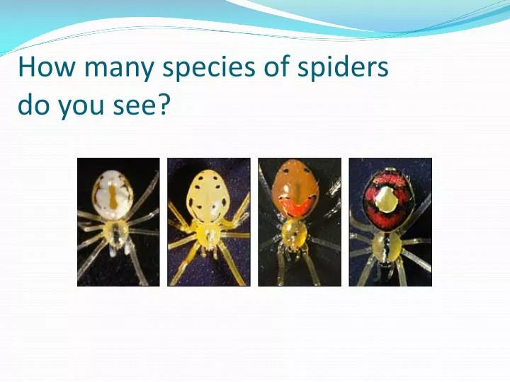 how many species of spiders do you see