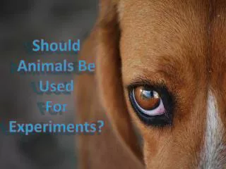 Should Animals Be Used For Experiments?