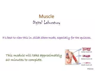 Muscle Digital Laboratory