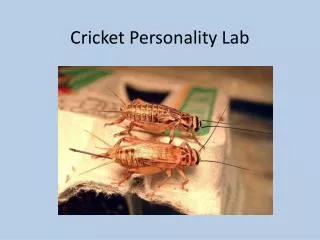 Cricket Personality Lab