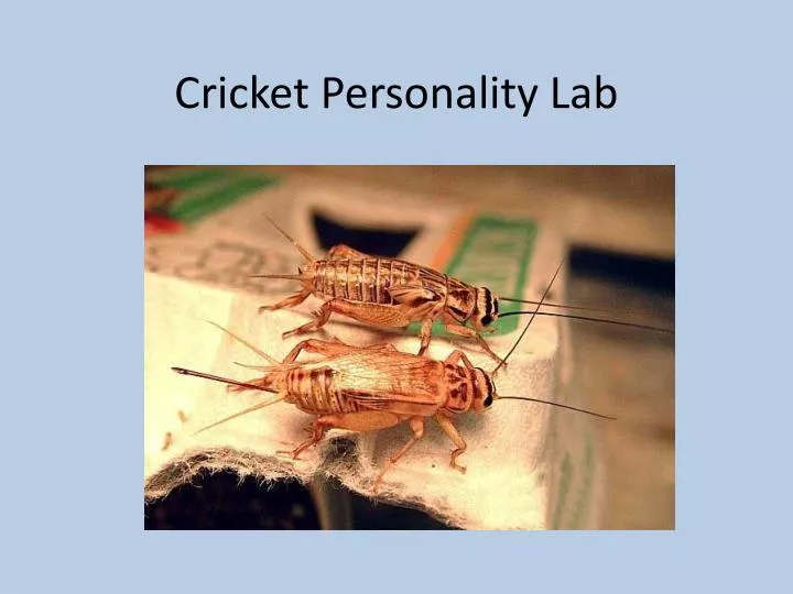 cricket personality lab