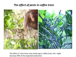 The effect of pests in coffee trees