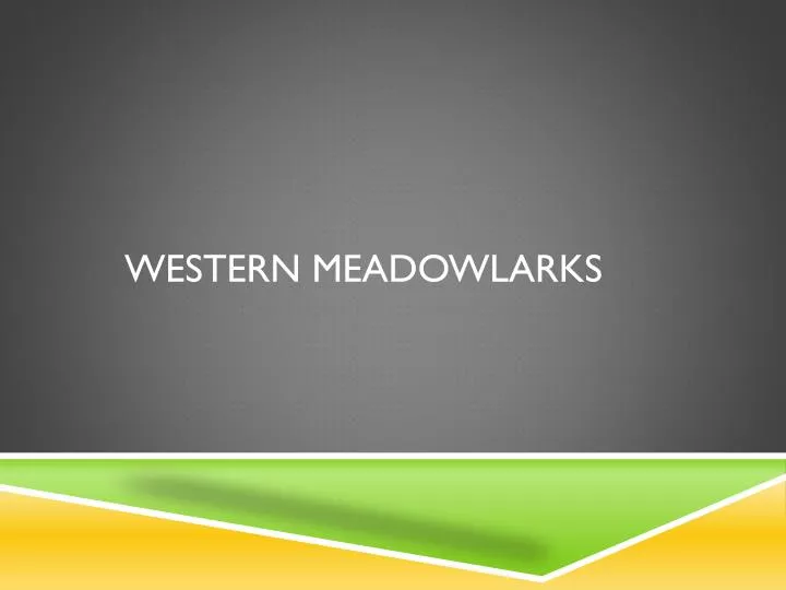 western meadowlarks